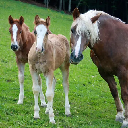 Schmalzenhof By Interhome Hofstetten